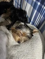 Lucy, a female Yorkshire Terrier for sale in Bath, NC – 6 of 6