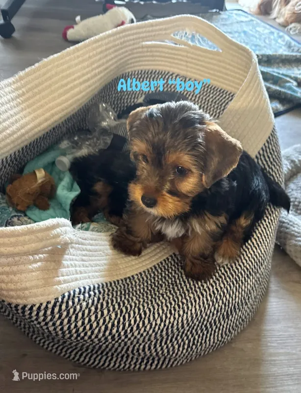 ALBERT – Yorkshire Terrier puppy for sale in Bath, NC