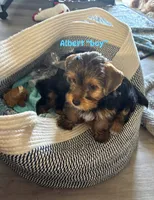 ALBERT, a male Yorkshire Terrier for sale in Bath, NC – 1 of 1