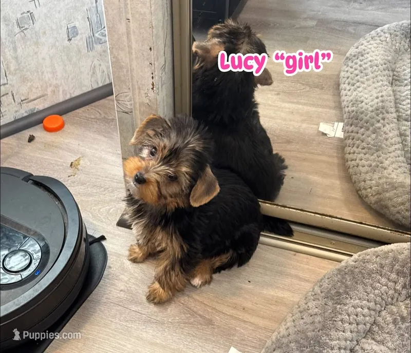 Lucy – Yorkshire Terrier puppy for sale in Bath, NC