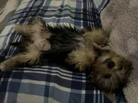 Lucy, a female Yorkshire Terrier for sale in Bath, NC – 3 of 6