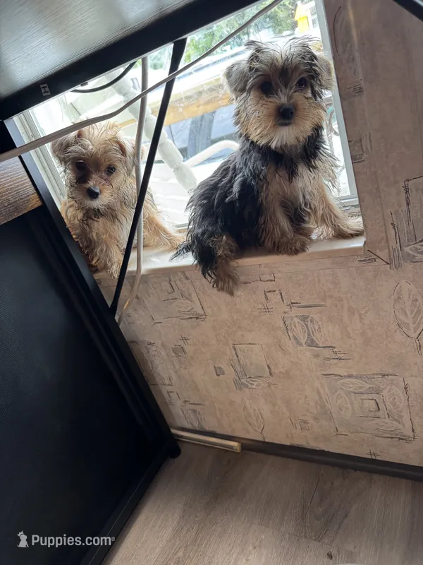 Lucy – Yorkshire Terrier puppy for sale in Bath, NC