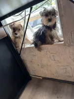Lucy, a female Yorkshire Terrier for sale in Bath, NC – 1 of 6