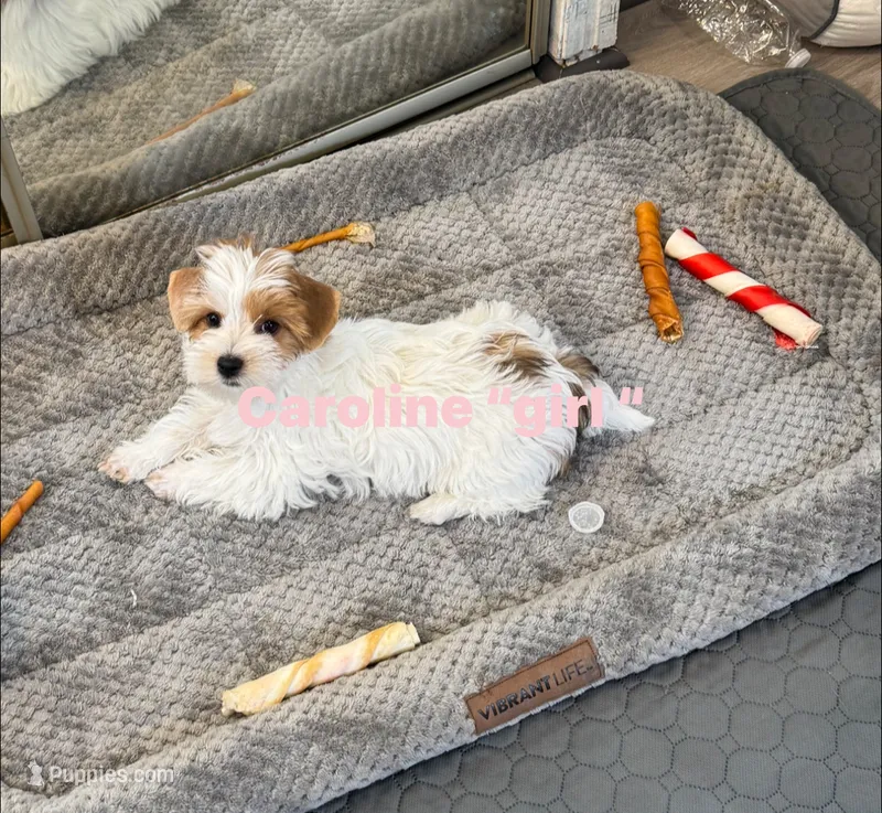 Caroline – Yorkshire Terrier puppy for sale in Bath, NC
