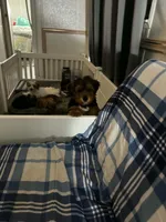 ALBERT, a male Yorkshire Terrier for sale in Bath, NC – 3 of 5