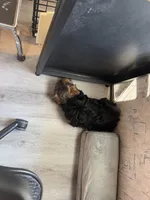 ALBERT, a male Yorkshire Terrier for sale in Bath, NC – 5 of 5