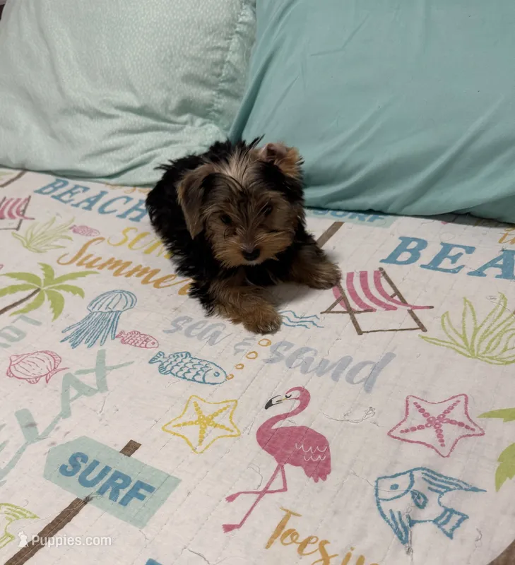 Lucy – Yorkshire Terrier puppy for sale in Bath, NC