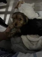 ALBERT, a male Yorkshire Terrier for sale in Bath, NC – 2 of 5