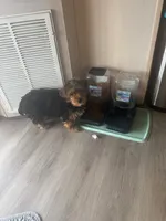 ALBERT, a male Yorkshire Terrier for sale in Bath, NC – 4 of 5