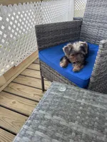 Lucy, a female Yorkshire Terrier for sale in Bath, NC – 5 of 6