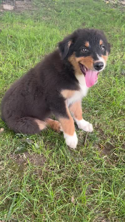 Cuteness, a male Australian Shepherd for sale in Hamilton, OH – 4 of 4