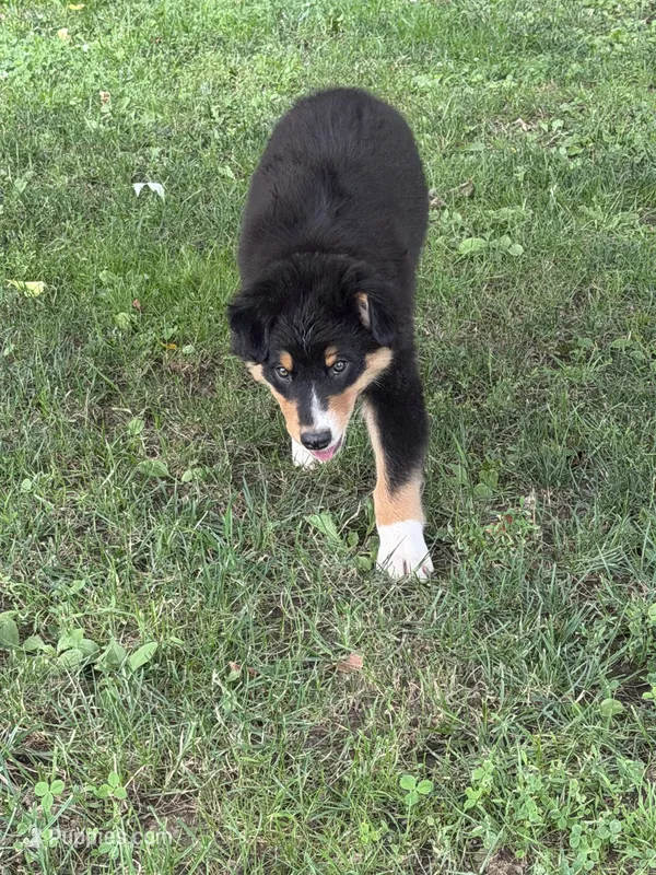 Cuteness – Australian Shepherd puppy for sale in Hamilton, OH