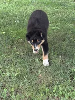 Cuteness, a male Australian Shepherd for sale in Hamilton, OH – 1 of 4