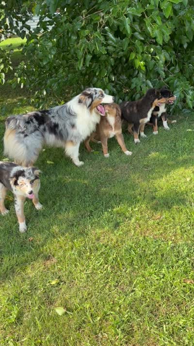Cuteness, a male Australian Shepherd for sale in Hamilton, OH – 3 of 4