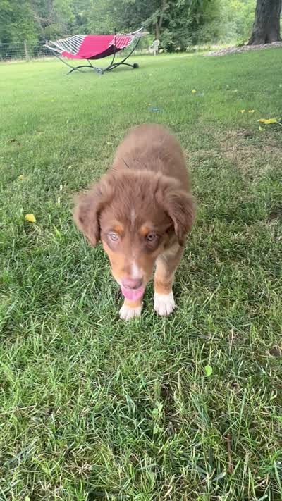 Cuteness, a male Australian Shepherd for sale in Hamilton, OH – 2 of 4
