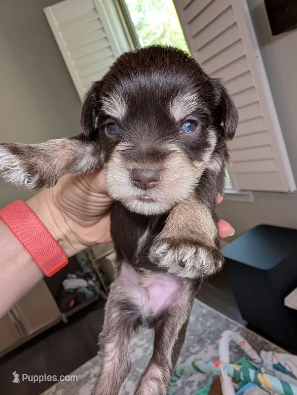 Rock – Miniature Schnauzer puppy for sale in Fort Mill, SC