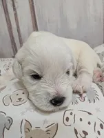 Jasper, a male Miniature Schnauzer for sale in Fort Mill, SC – 4 of 6