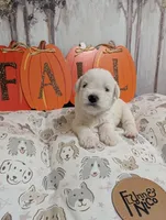Jasper, a male Miniature Schnauzer for sale in Fort Mill, SC – 5 of 6