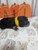 Ivy, a female Miniature Schnauzer for sale in Fort Mill, SC – 2 of 6