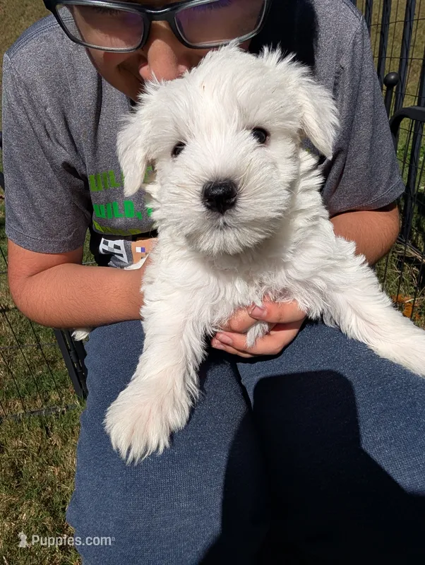 Jasper – Miniature Schnauzer puppy for sale in Fort Mill, SC