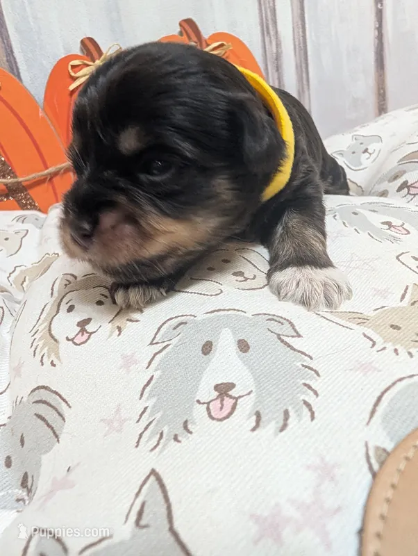 Ivy – Miniature Schnauzer puppy for sale in Fort Mill, SC