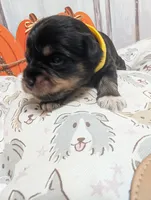 Ivy, a female Miniature Schnauzer for sale in Fort Mill, SC – 1 of 6