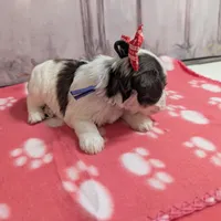 Oreo, a female Miniature Schnauzer for sale in Fort Mill, SC – Photo 2 of 4