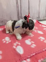 Oreo, a female Miniature Schnauzer for sale in Fort Mill, SC – Photo 2 of 4