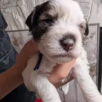 Oreo, a female Miniature Schnauzer for sale in Fort Mill, SC – Photo 4 of 4