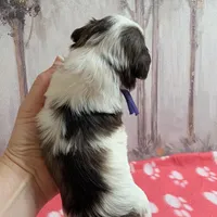 Oreo, a female Miniature Schnauzer for sale in Fort Mill, SC – Photo 3 of 4