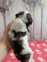 Oreo, a female Miniature Schnauzer for sale in Fort Mill, SC – Photo 3 of 4