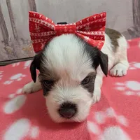 Oreo, a female Miniature Schnauzer for sale in Fort Mill, SC – Photo 1 of 4