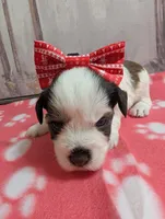 Oreo, a female Miniature Schnauzer for sale in Fort Mill, SC – Photo 1 of 4