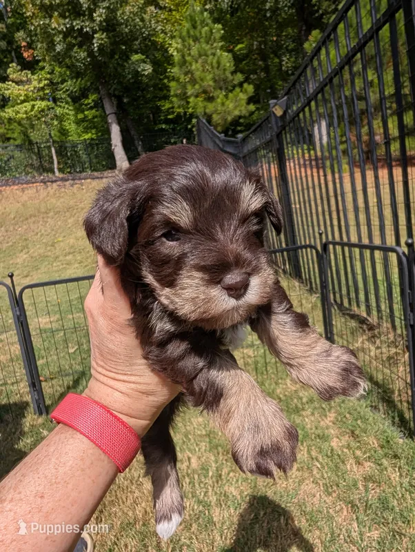 Hazel – Miniature Schnauzer puppy for sale in Fort Mill, SC