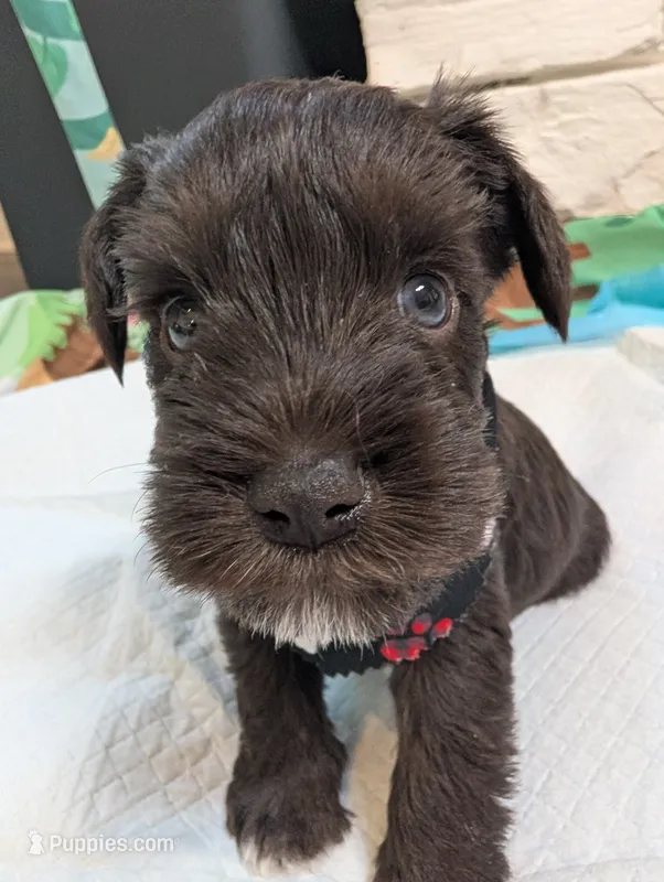 Bear – Miniature Schnauzer puppy for sale in Fort Mill, SC