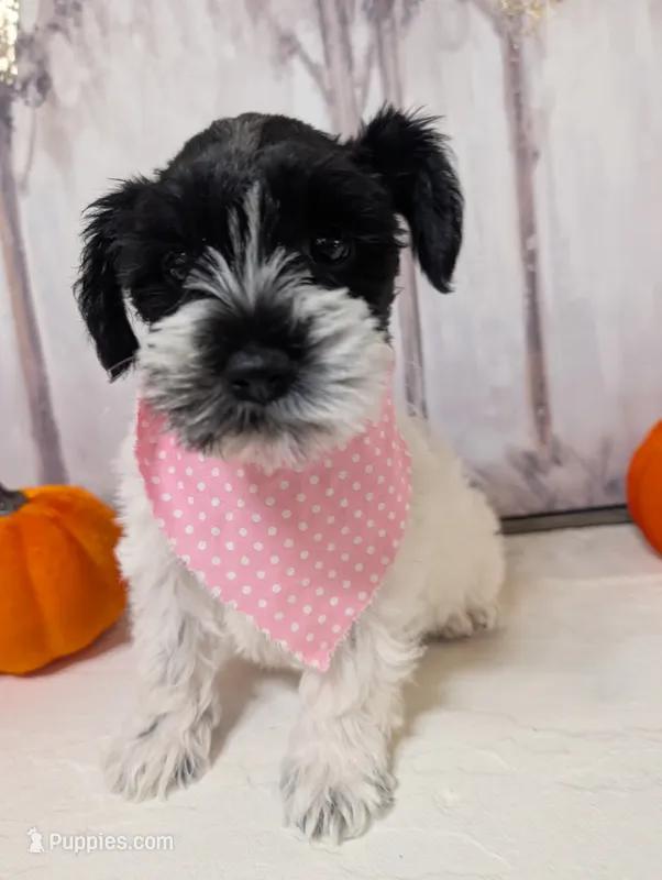 Pepper – Miniature Schnauzer puppy for sale in Fort Mill, SC