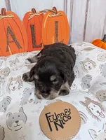Hazel, a female Miniature Schnauzer for sale in Fort Mill, SC – 5 of 6