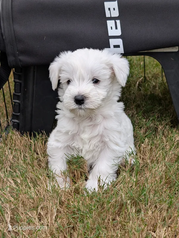 Jasper – Miniature Schnauzer puppy for sale in Fort Mill, SC
