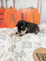 Rock, a male Miniature Schnauzer for sale in Fort Mill, SC – 4 of 6