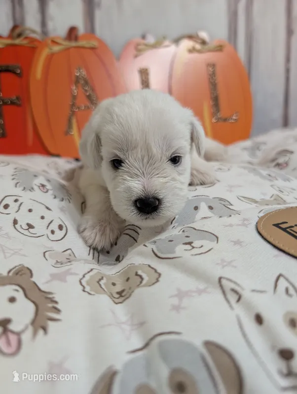 Jasper – Miniature Schnauzer puppy for sale in Fort Mill, SC