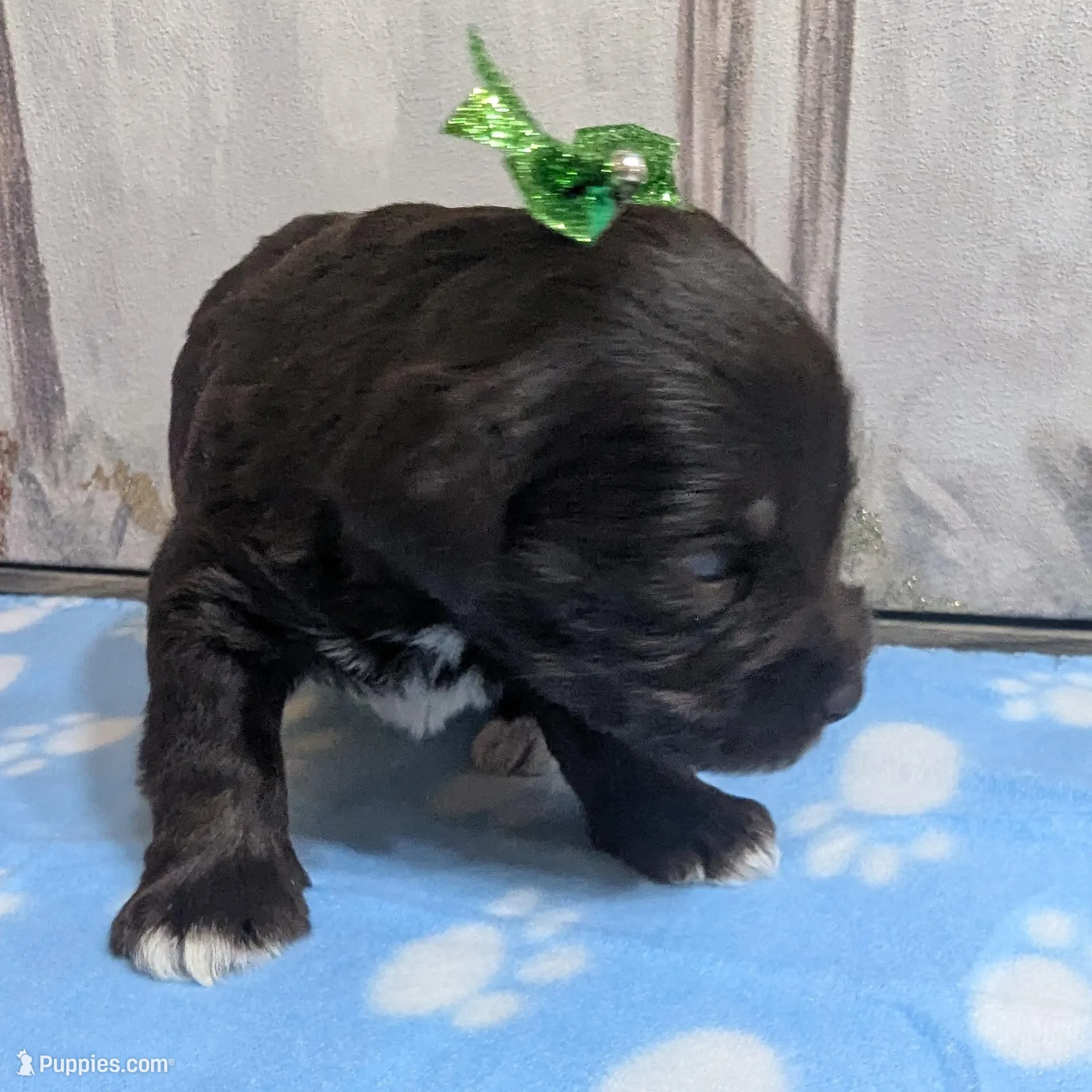 Mack, a male Miniature Schnauzer for sale in Fort Mill, SC – Photo 4 of 5