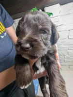Mack, a male Miniature Schnauzer for sale in Fort Mill, SC – Photo 1 of 5
