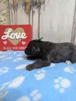 Mack, a male Miniature Schnauzer for sale in Fort Mill, SC – Photo 2 of 5