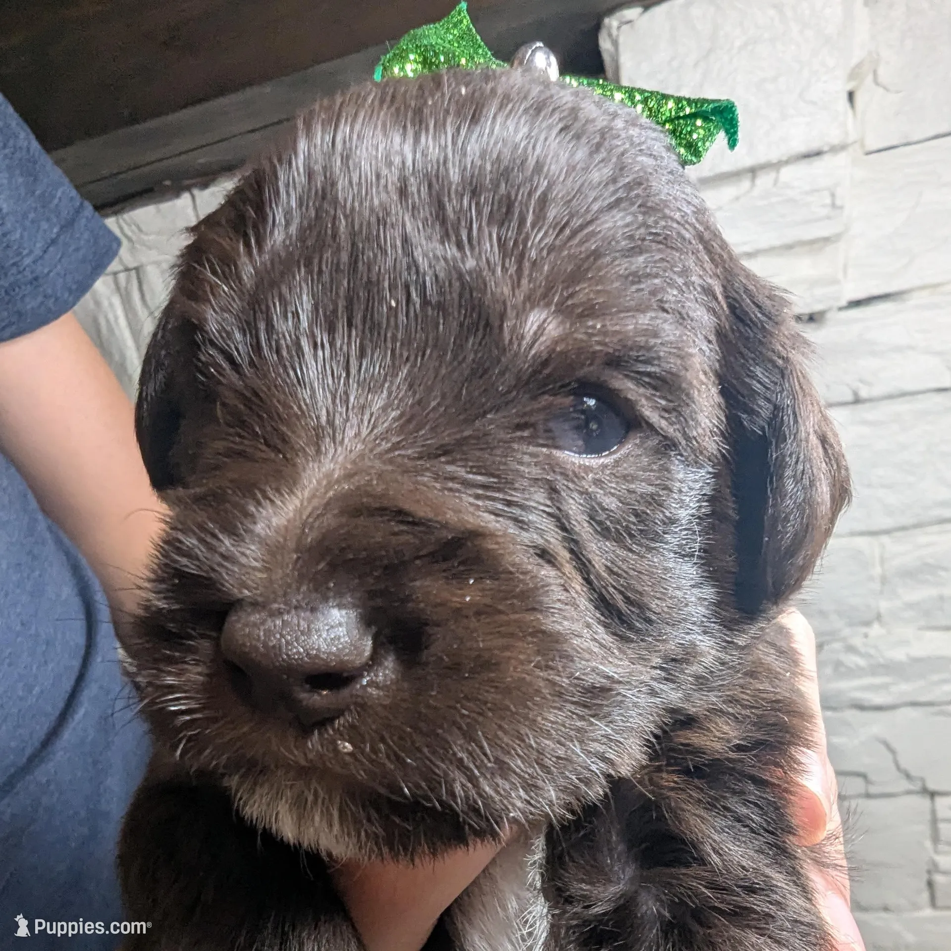 Mack, a male Miniature Schnauzer for sale in Fort Mill, SC – Photo 5 of 5