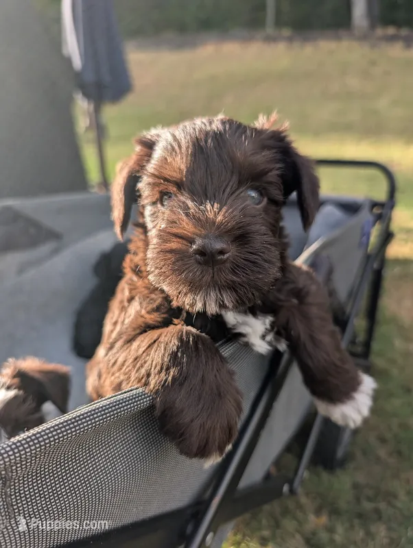Bear – Miniature Schnauzer puppy for sale in Fort Mill, SC