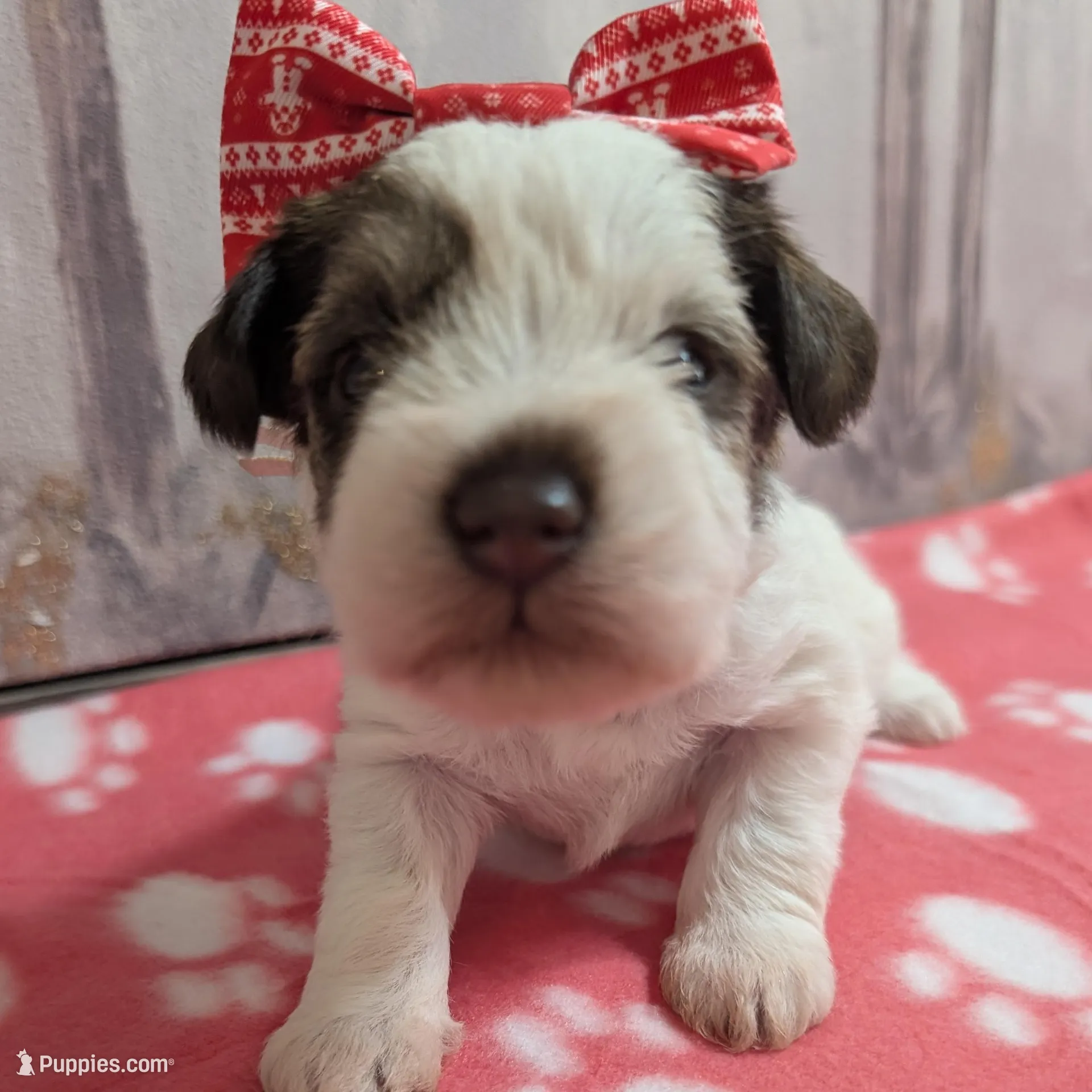 Patch, a female Miniature Schnauzer for sale in Fort Mill, SC – Photo 2 of 4