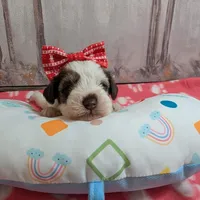 Patch, a female Miniature Schnauzer for sale in Fort Mill, SC – Photo 1 of 4