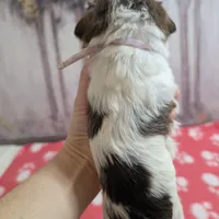 Patch, a female Miniature Schnauzer for sale in Fort Mill, SC – Photo 4 of 4