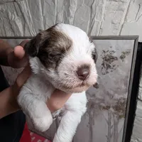 Patch, a female Miniature Schnauzer for sale in Fort Mill, SC – Photo 3 of 4