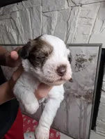 Patch, a female Miniature Schnauzer for sale in Fort Mill, SC – Photo 3 of 4